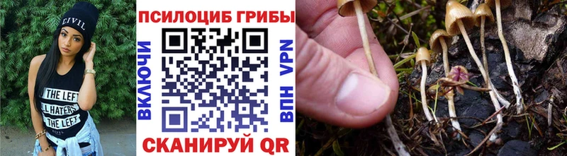 Псилоцибиновые грибы Psilocybine cubensis  Купить  Москва 
